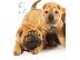 PoulaTo: Shar Pei καθαρόαιμα επιλογής